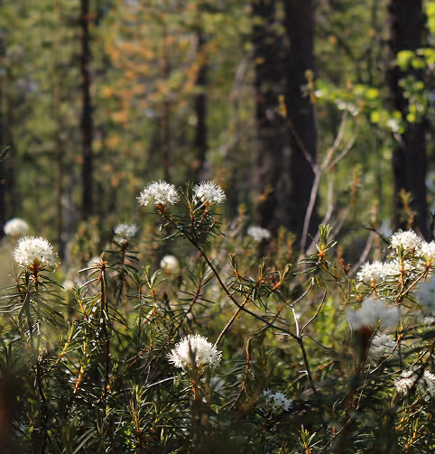 Credit: Unsplash: Anne Nygard
White labrador plant flowers blooming on thin stems in sunlit forest undergrowth.