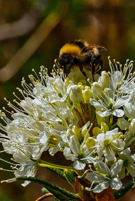 Credits: Henry Schneider on Unsplash
Black and yellow bumble bee collecting nectar on labrador flower