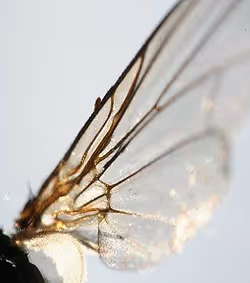 Credit: Emilia Piazza. Wing of Cicada bug in blue sky