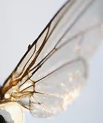 Credit: Emilia Piazza. Wing of Cicada bug in blue sky