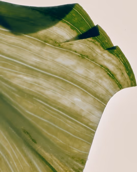 Credit: Death to Stock. 
Close-up of a translucent green plant leaf showing veins and texture against a light background.