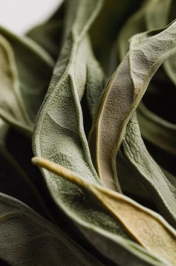Credit: ChatGPT. Close-up of textured, curled Labrador tea leaves with visible veins and folds.