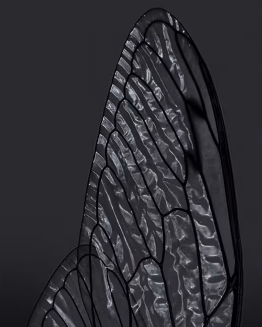 Credit Emilia Piazza. Black and white close up of Cicada wing.